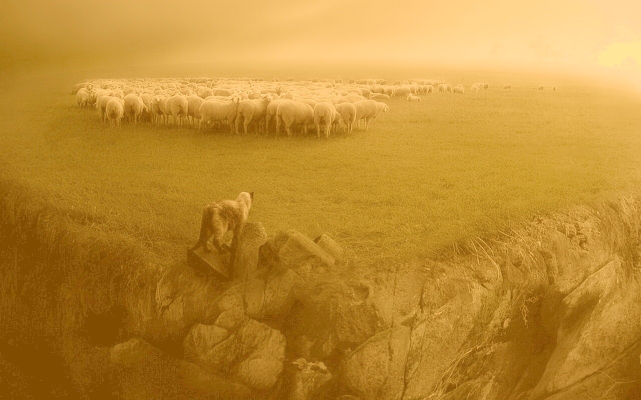 Волк и овцы обои