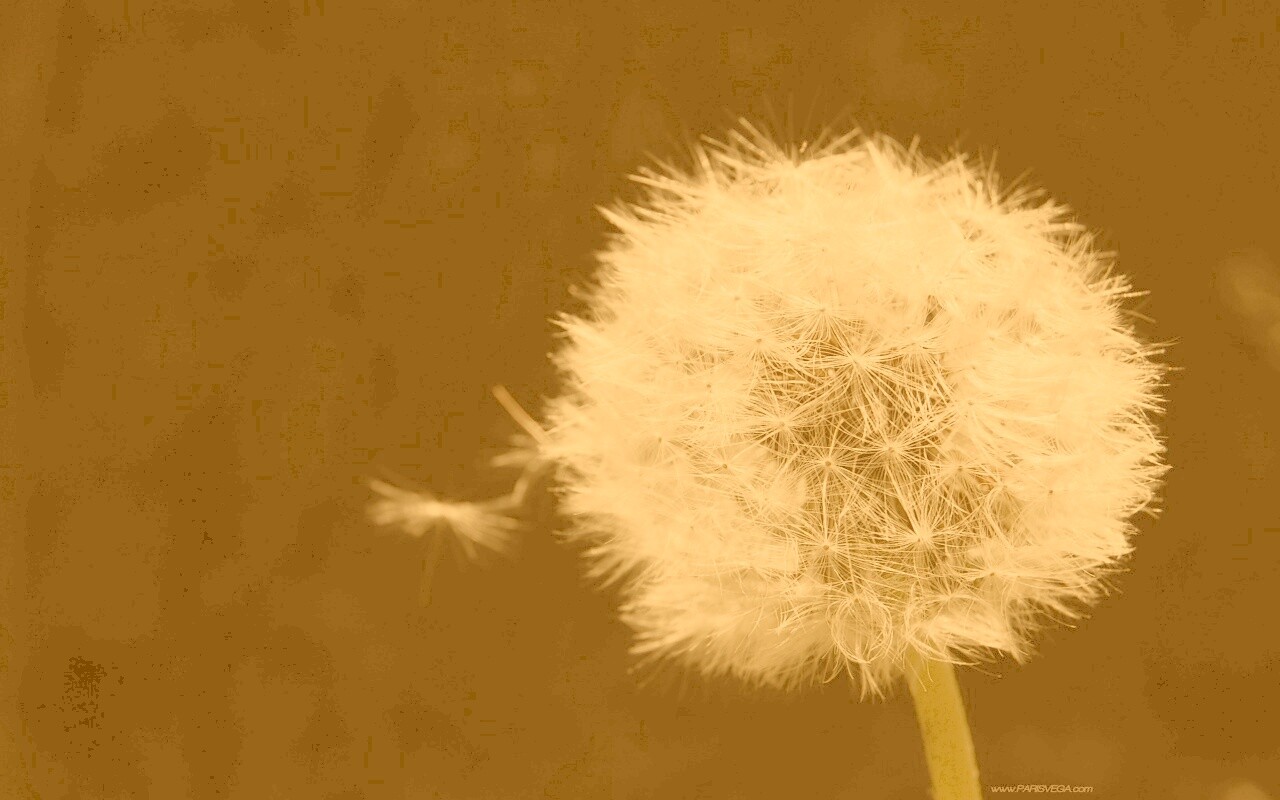 Одуванчик обои
