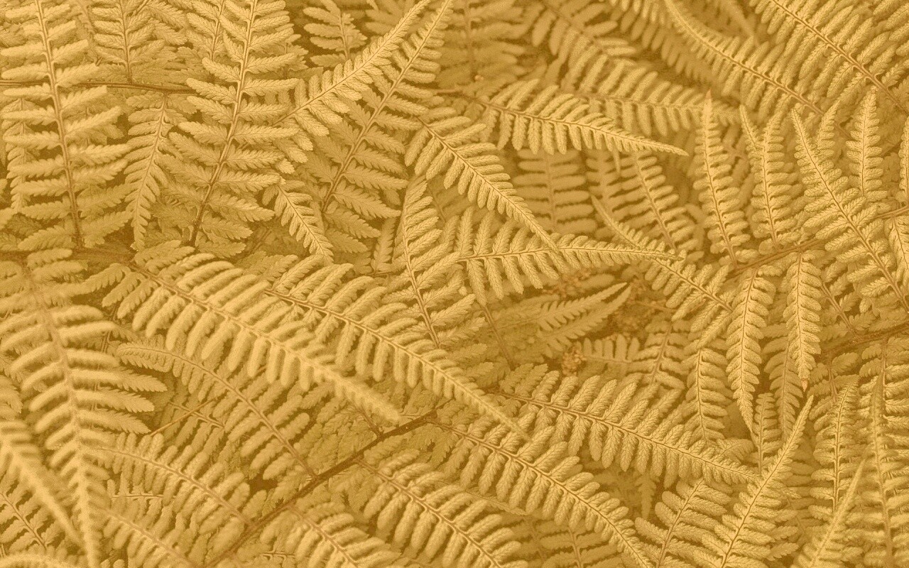 Папоротник обои