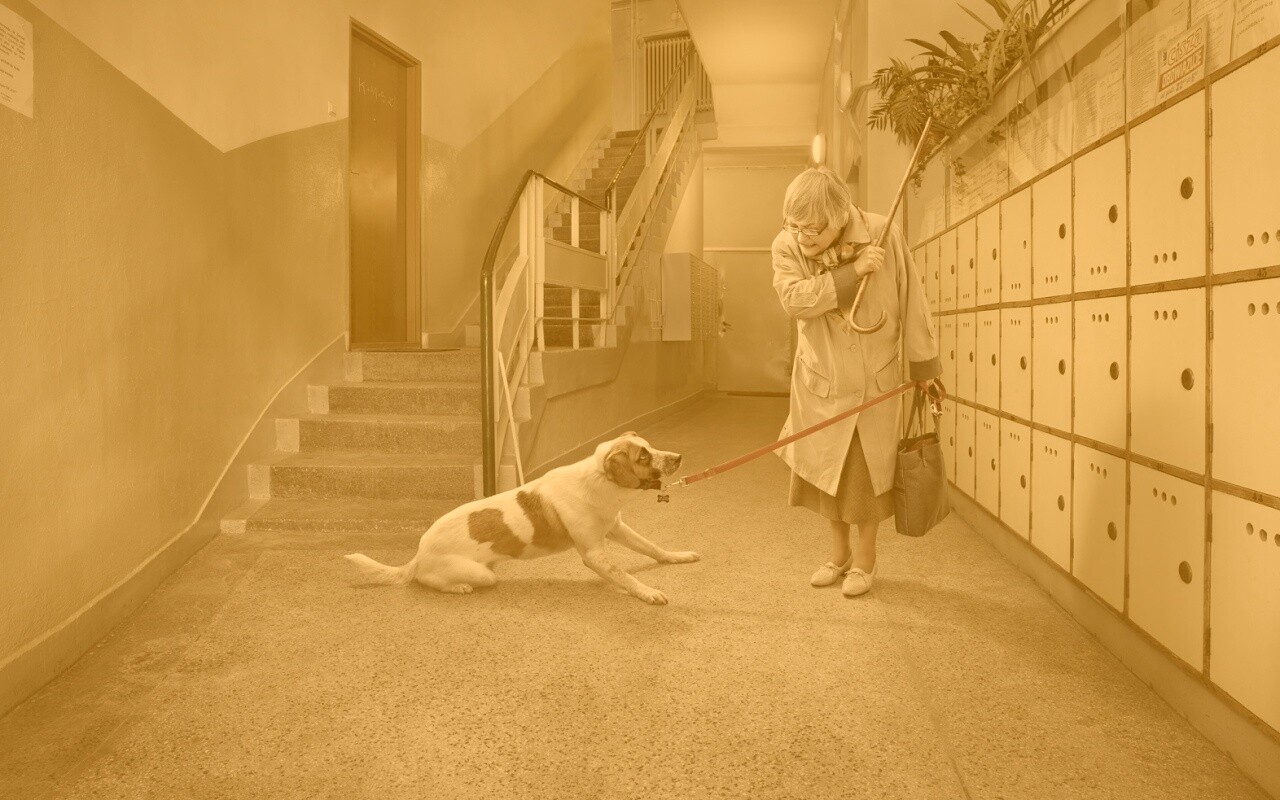 Непослушная собака обои