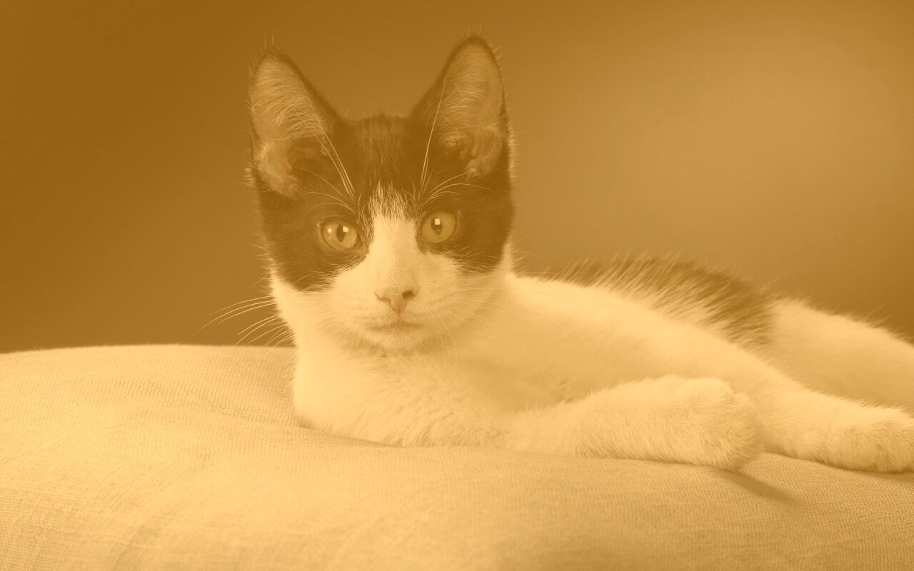 Кот на подушке обои