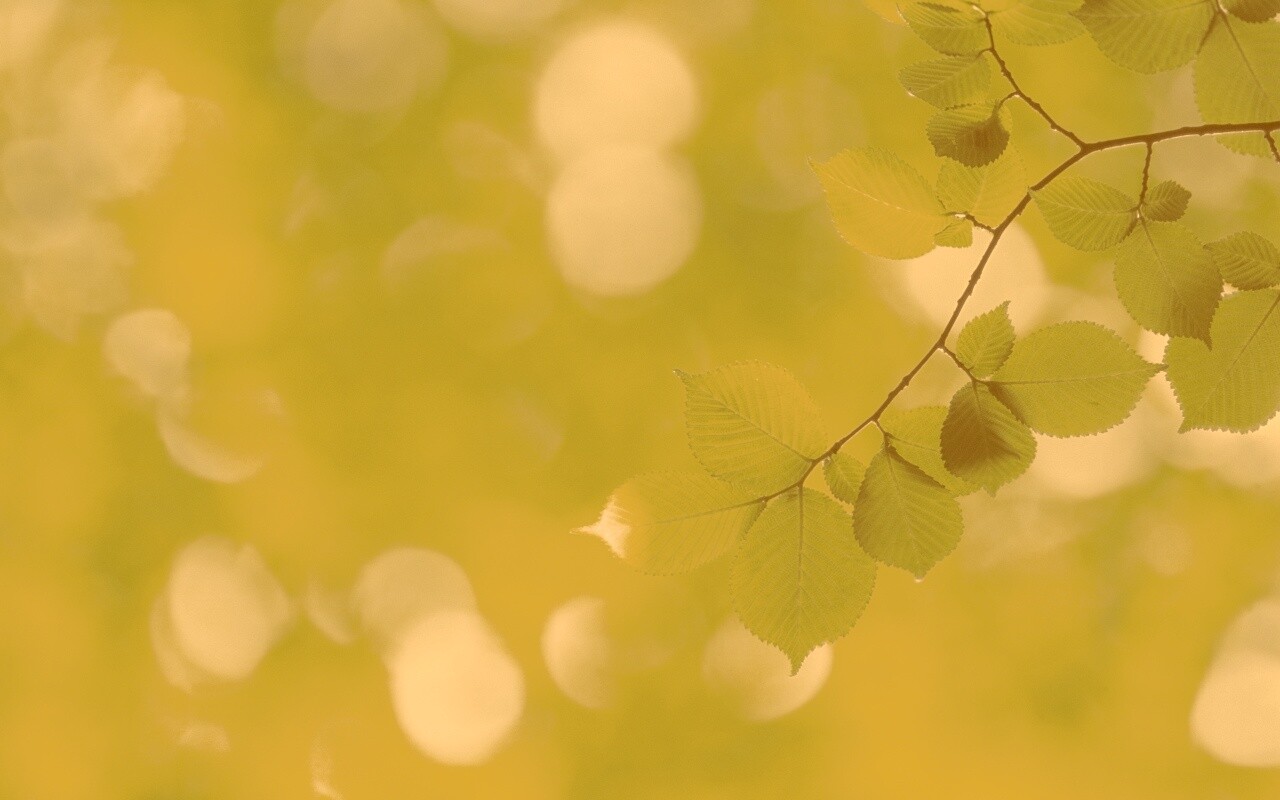 Зеленая ветка с листьями обои