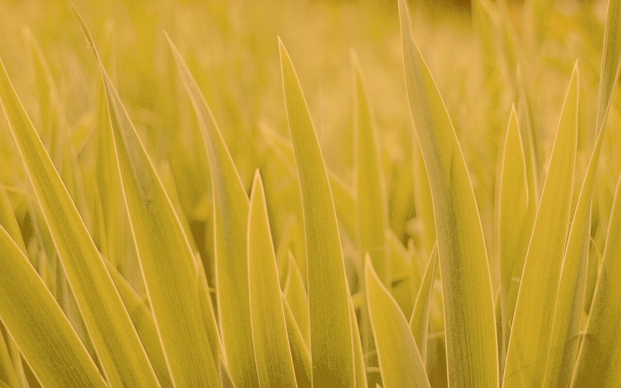 Идеальная зелень обои