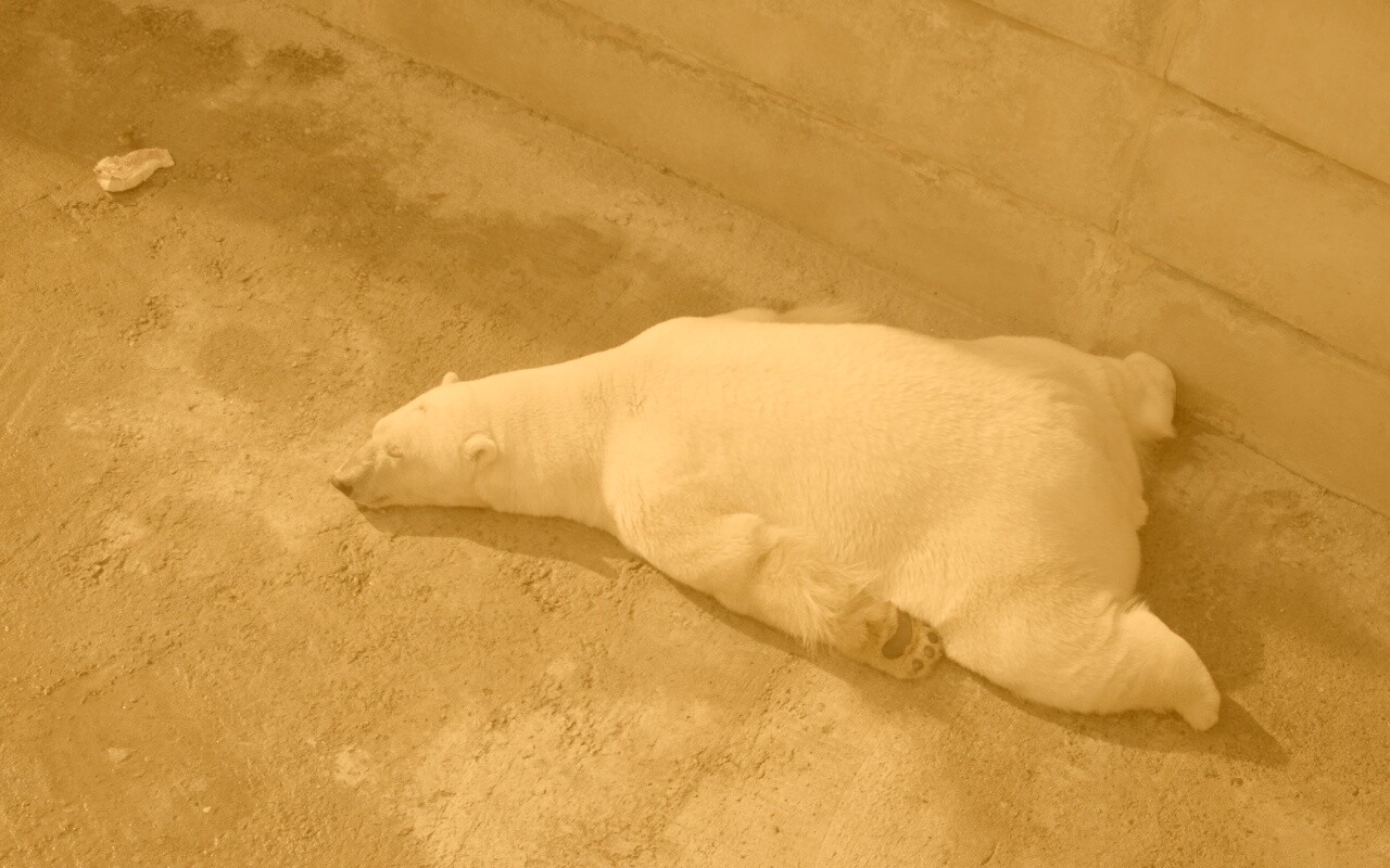 Мы можем их спасти обои