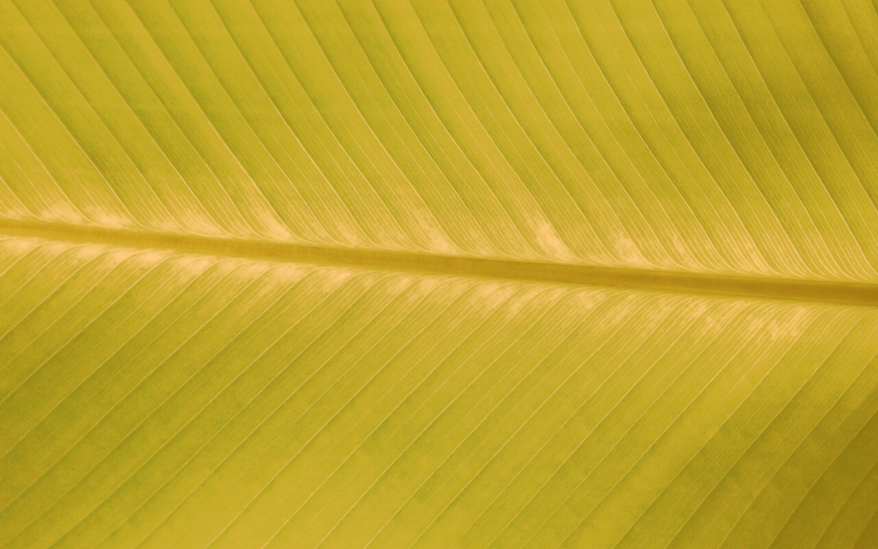 Пальмовый лист на солнце обои