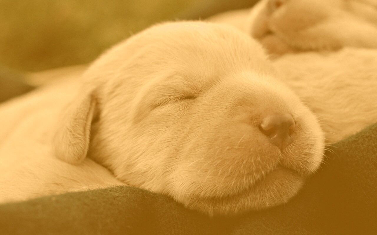 Мордочки симпатичных щенков обои