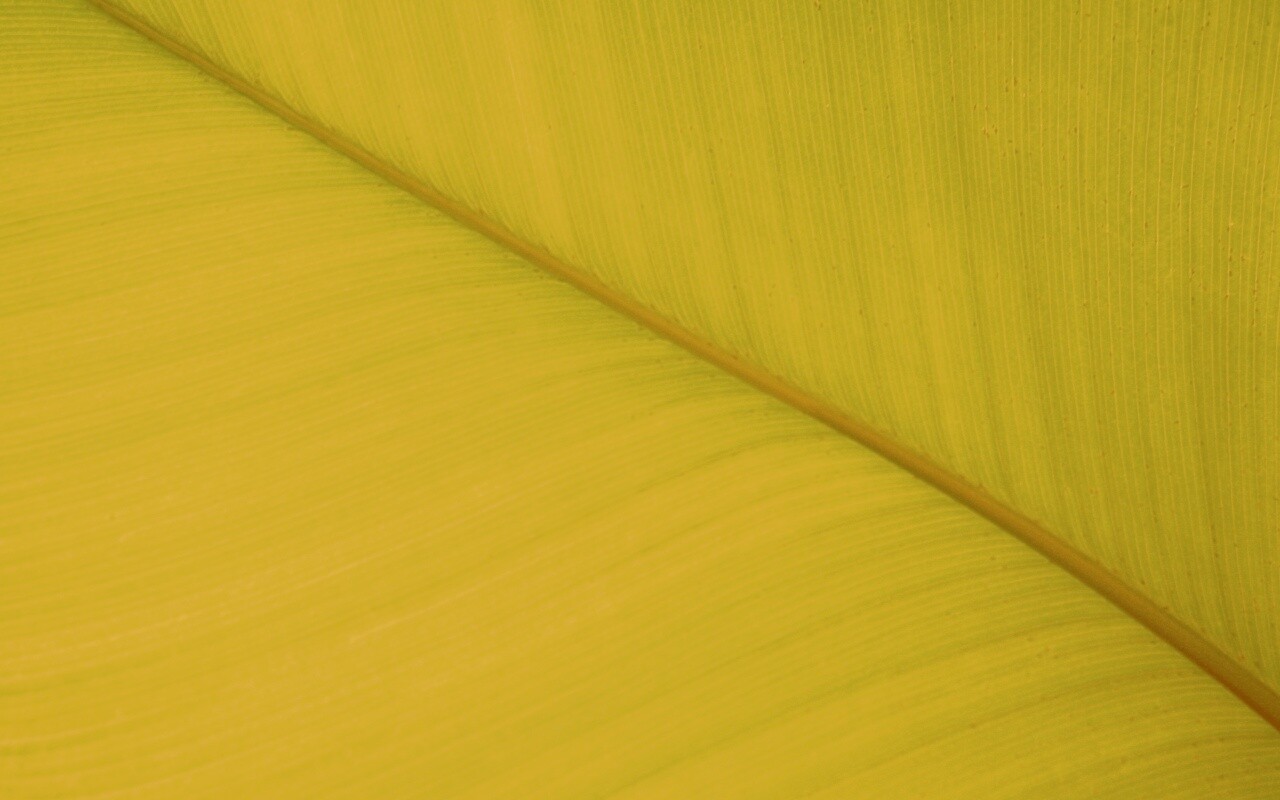 Зеленый лист обои