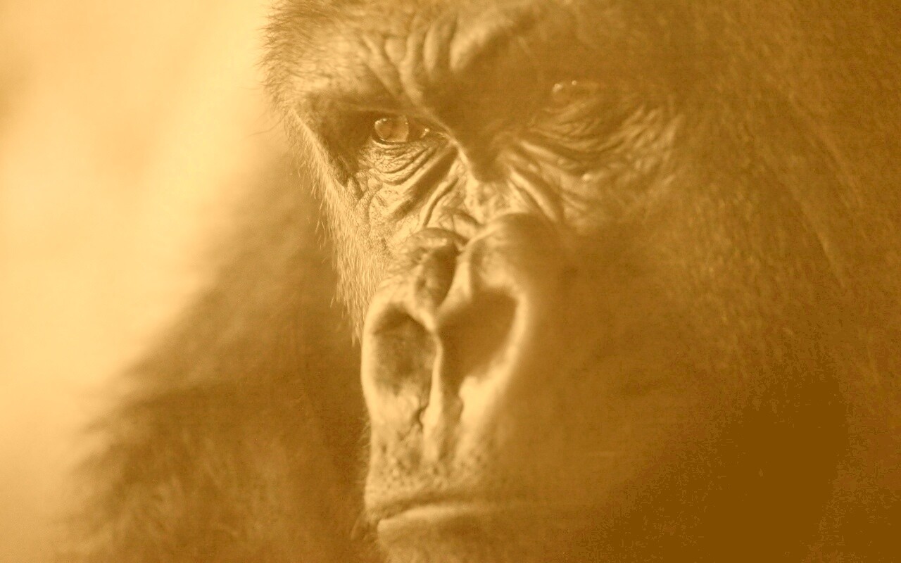 Фото орангутанга обои