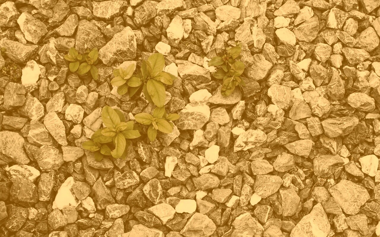 Цветы среди камней обои