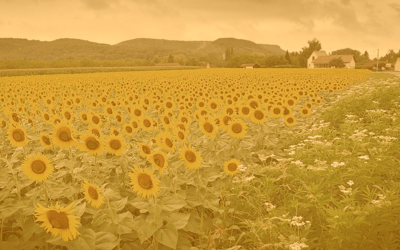 Живописное поле подсолнухов обои