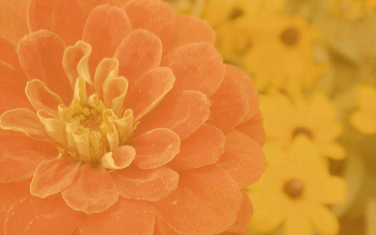 Красный цветок обои