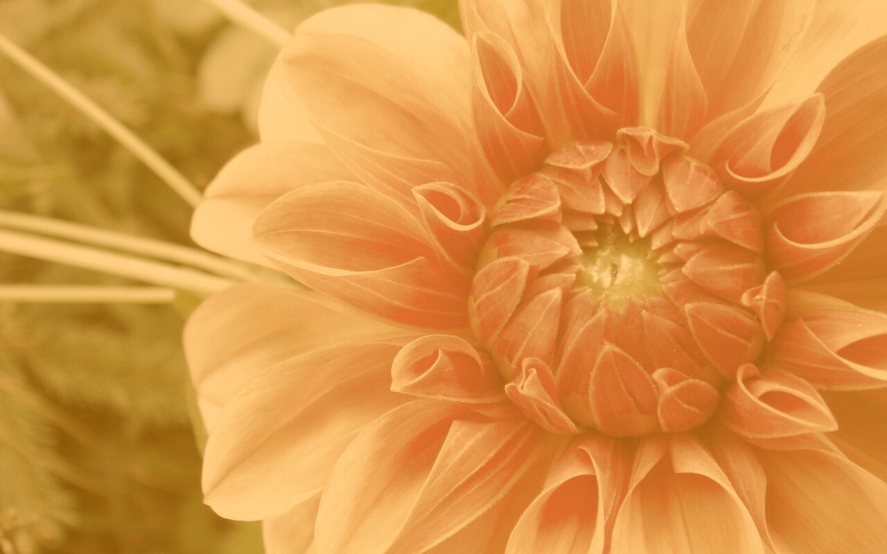 Аленький цветочек обои