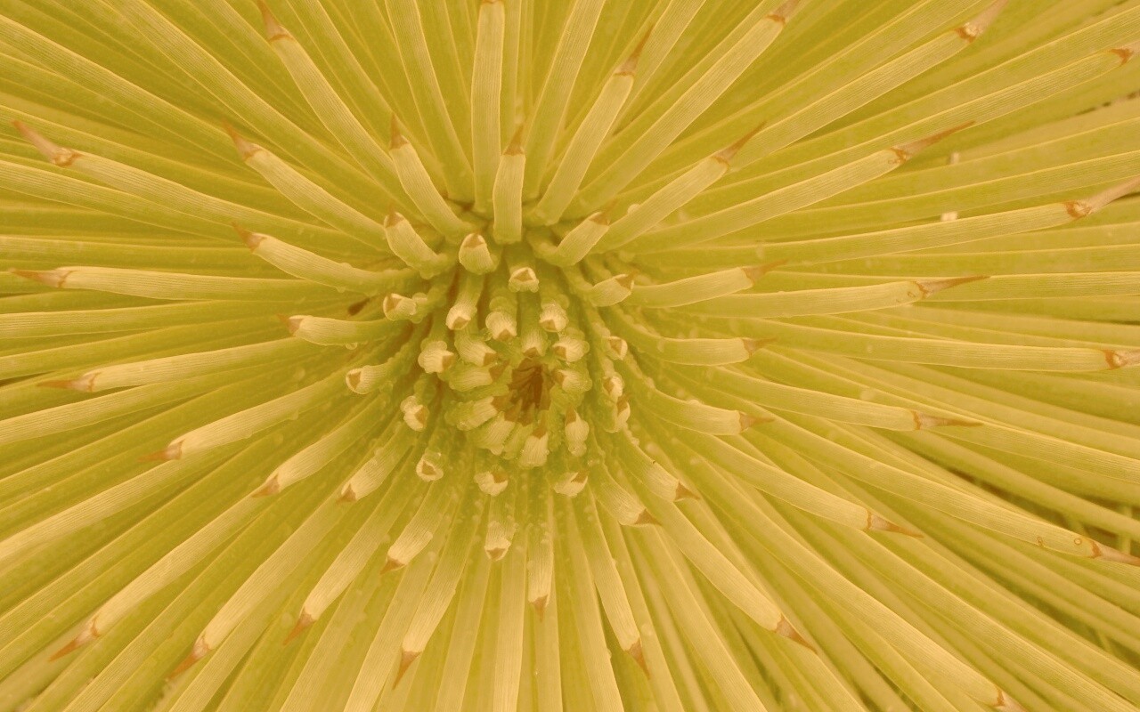 Хищный цветок обои