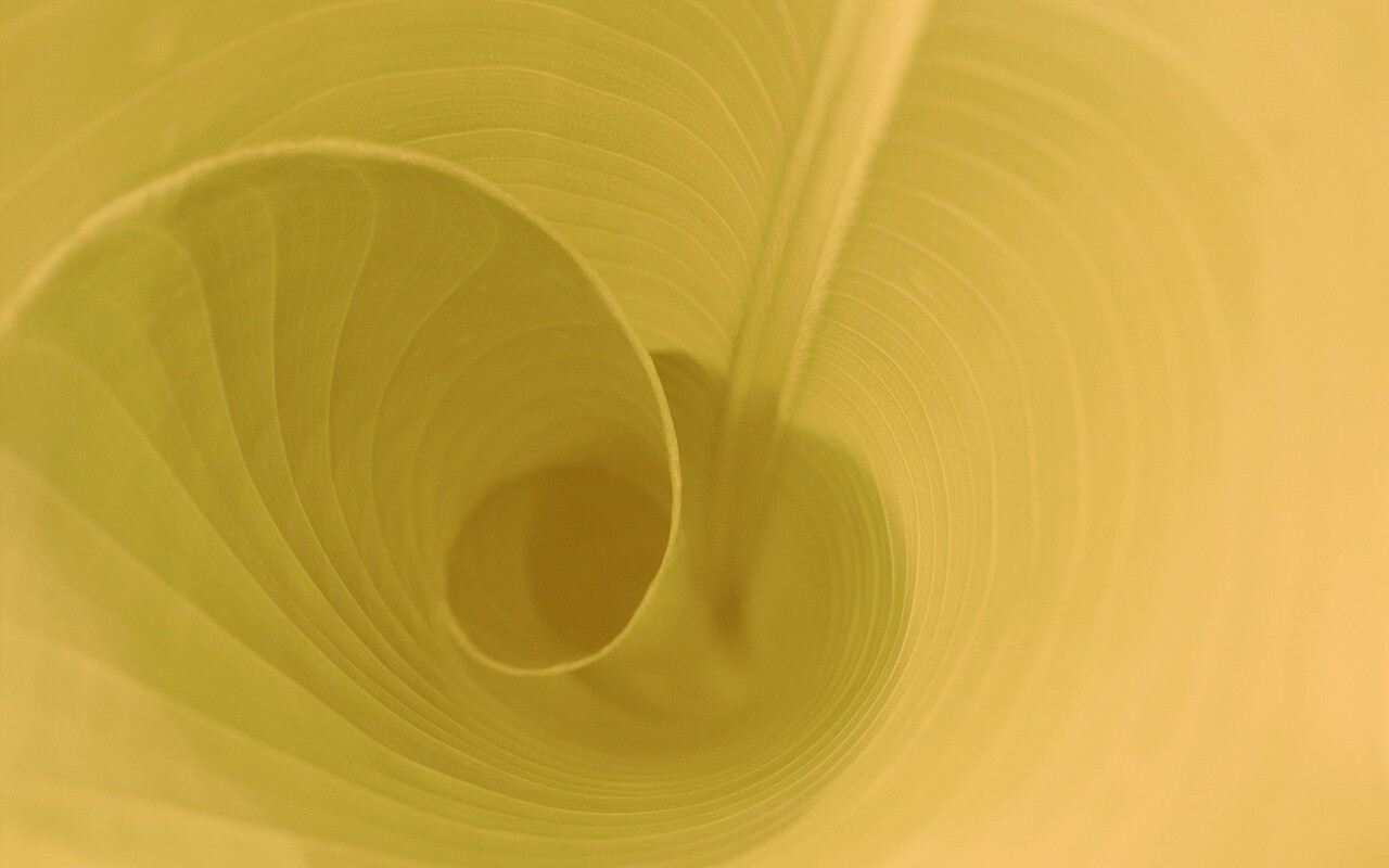 Зеленый лист трубочкой обои