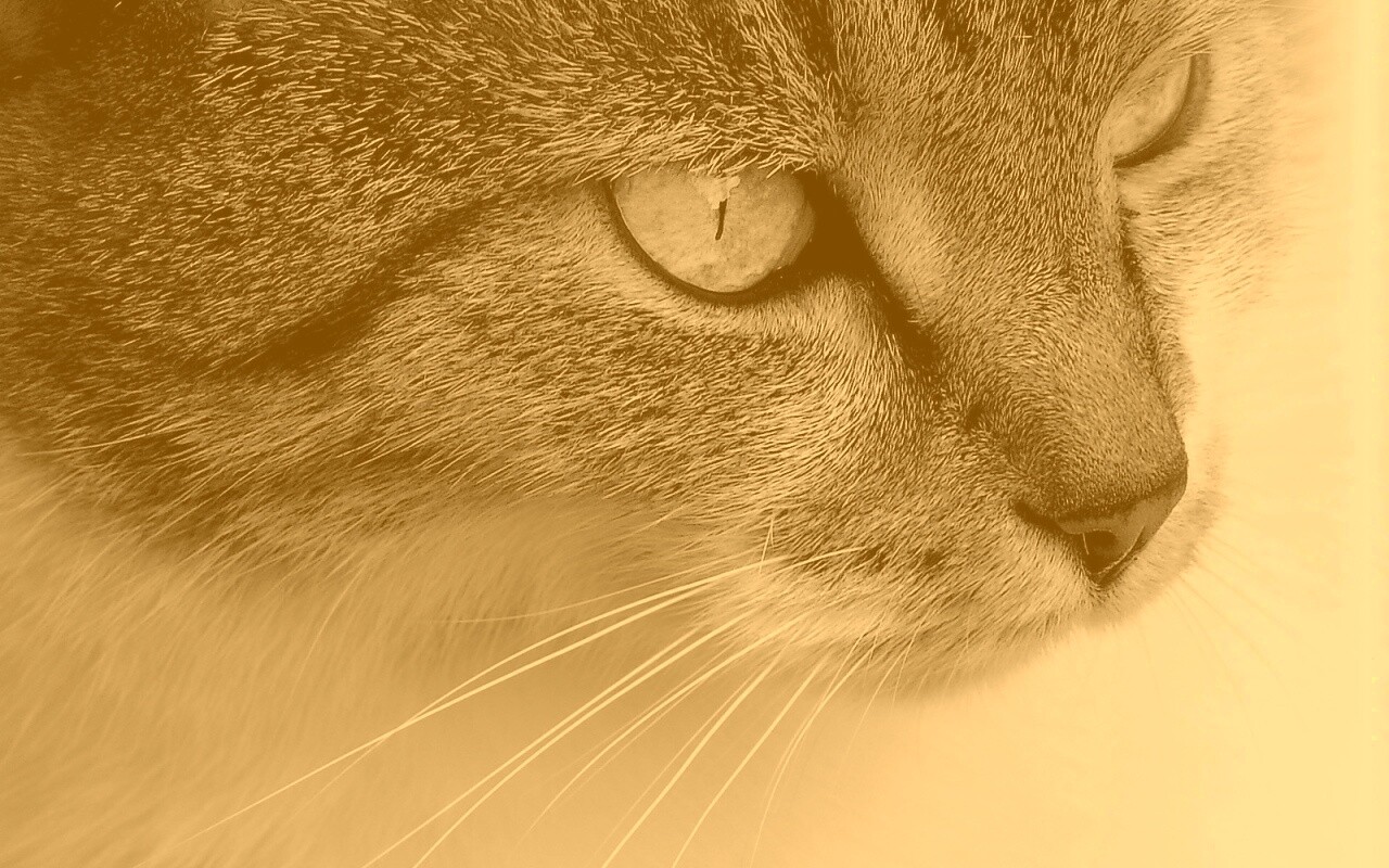 Очень красивый кот обои