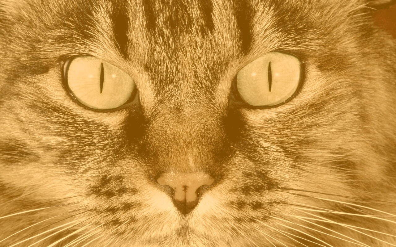 Кошачья морда обои