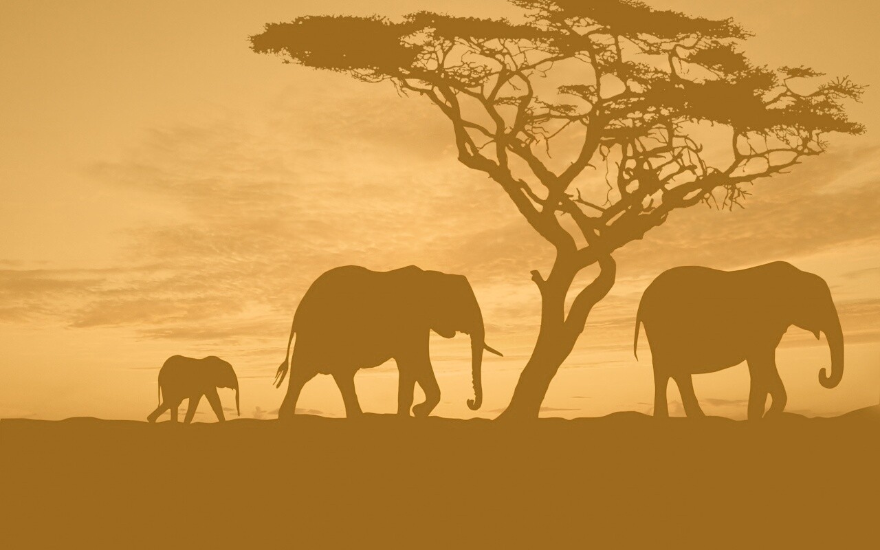 Силуэты слонов обои