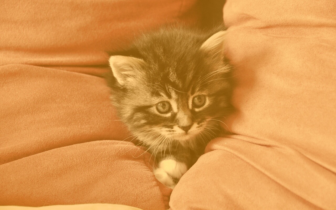 Котенок в подушках обои