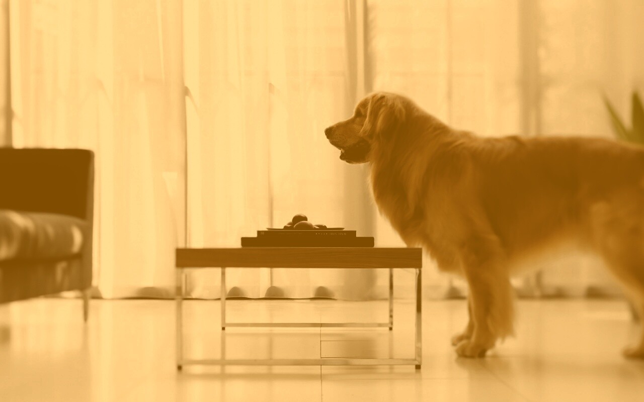 Лабрадор Ретривер обои