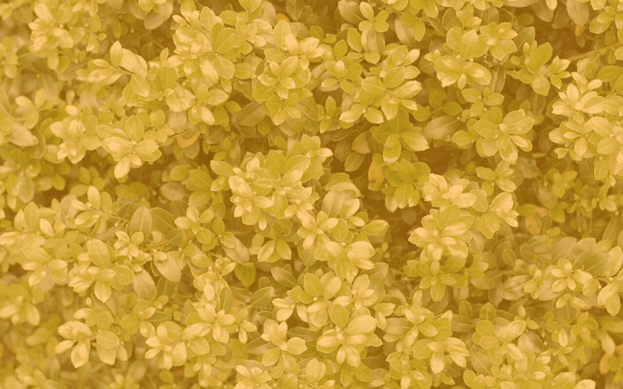 Густая листва обои