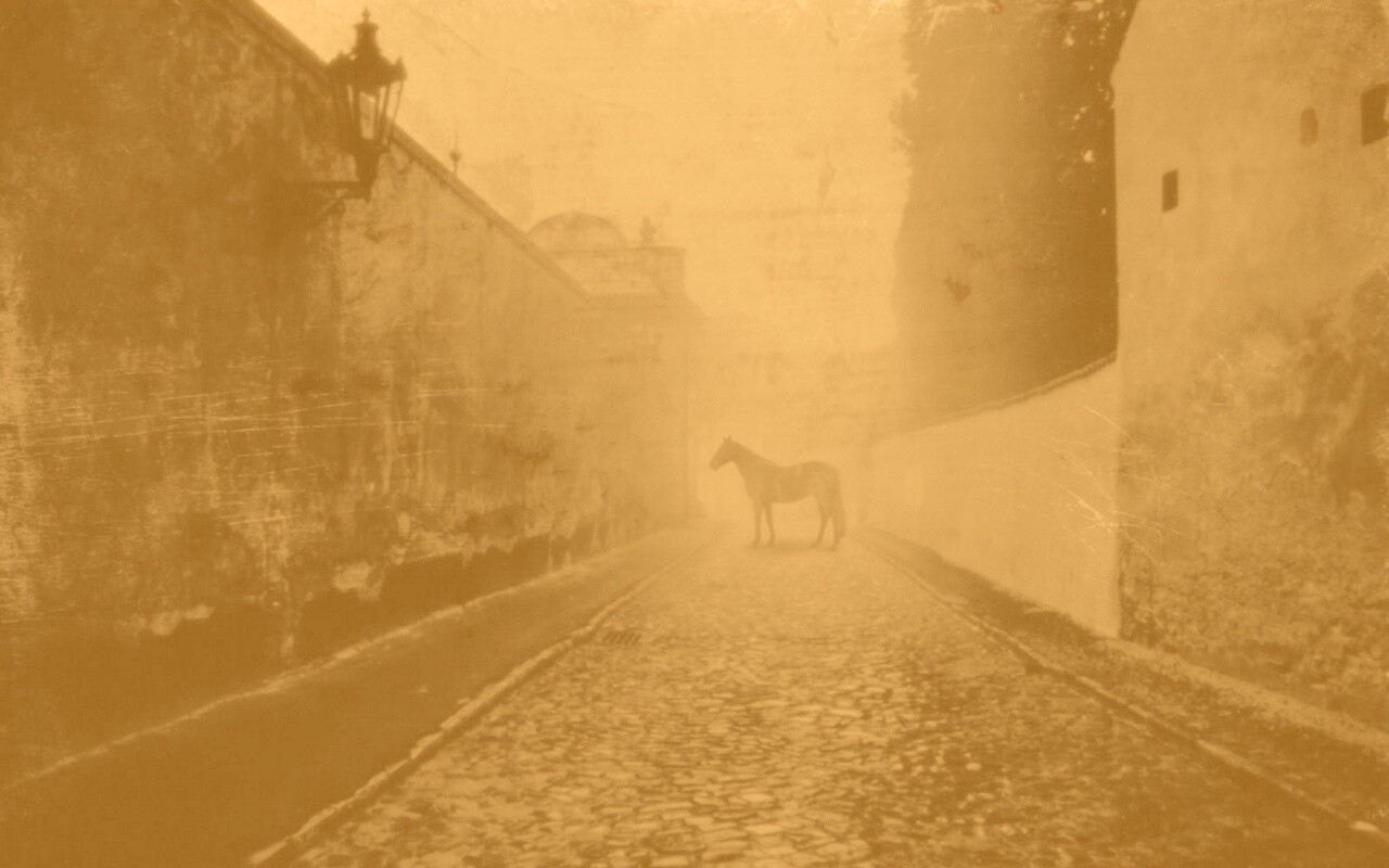 Лошадь в тумане обои