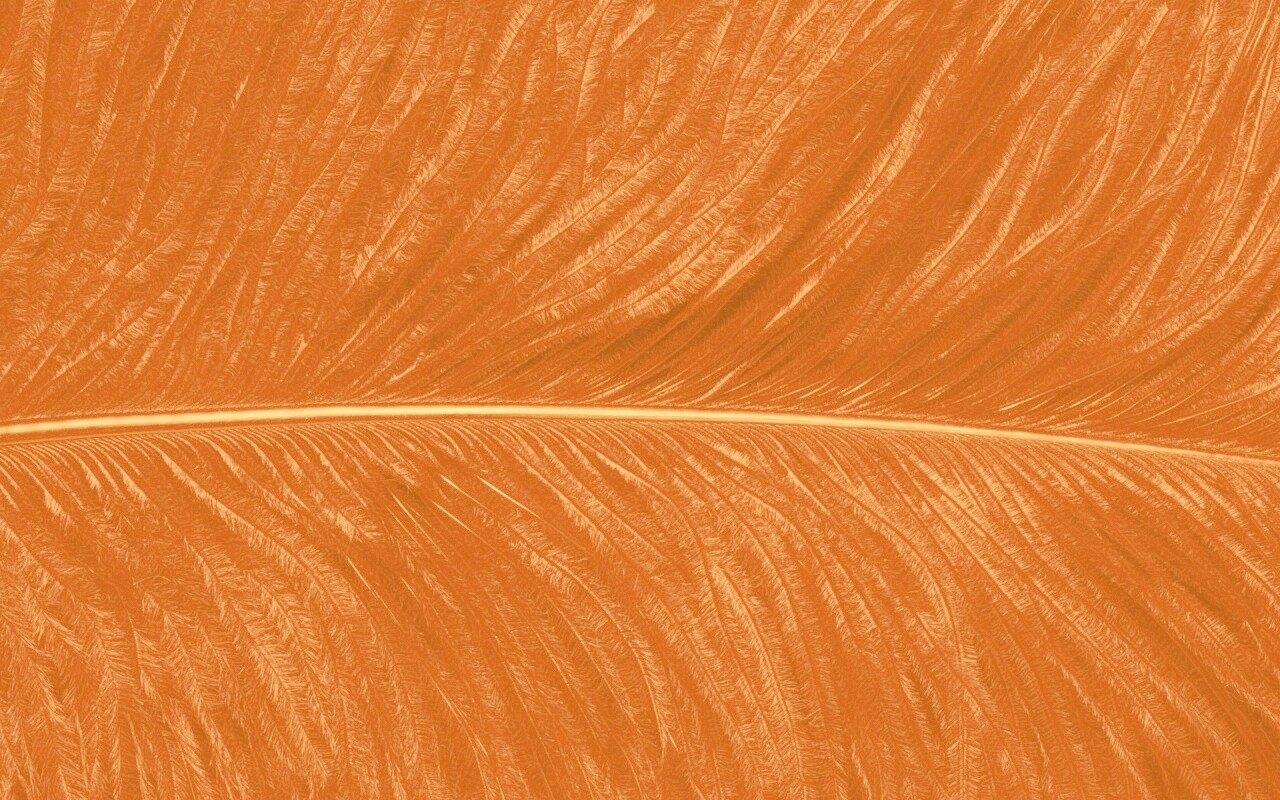 Перо попугая обои