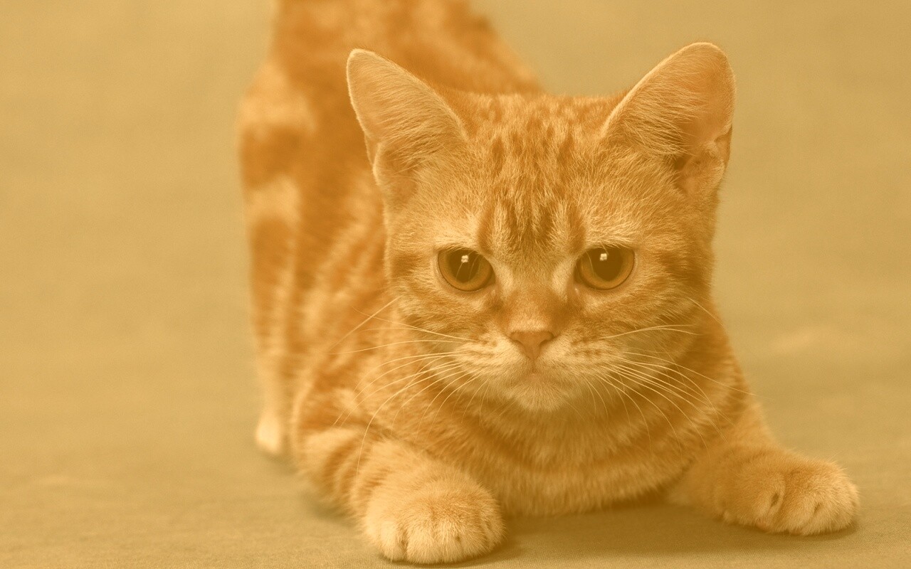 Котенок обои