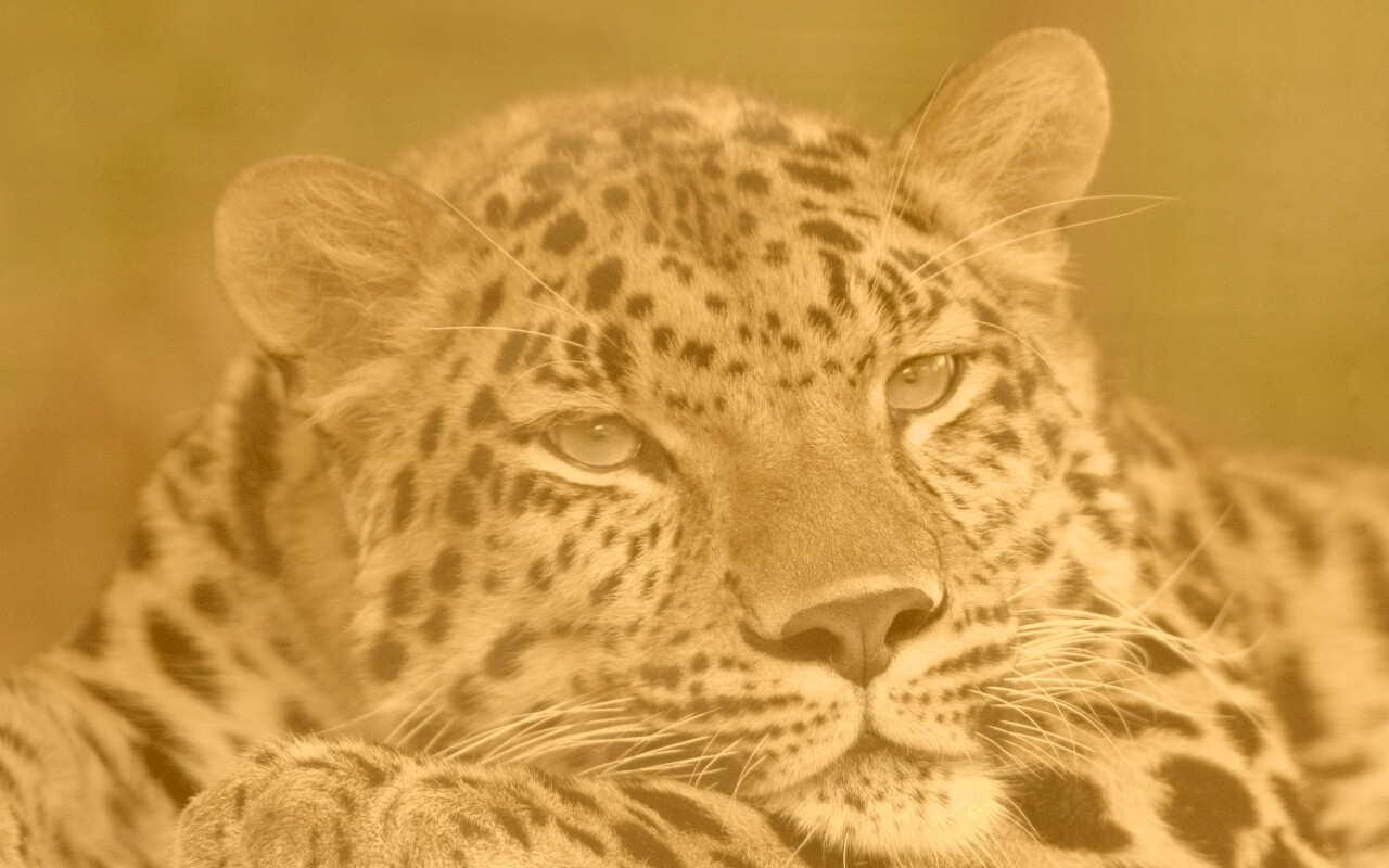 Злопасный ягуляр обои