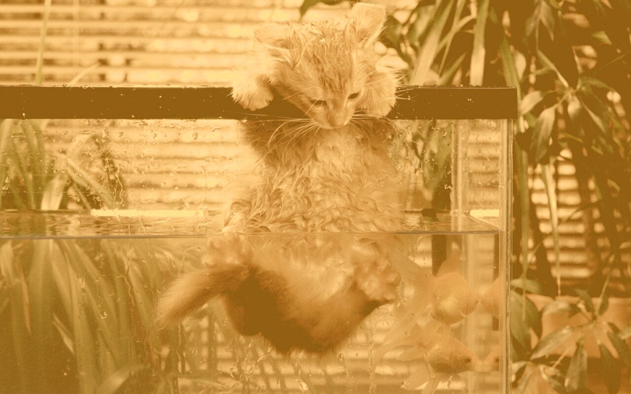 Мокрая киска обои