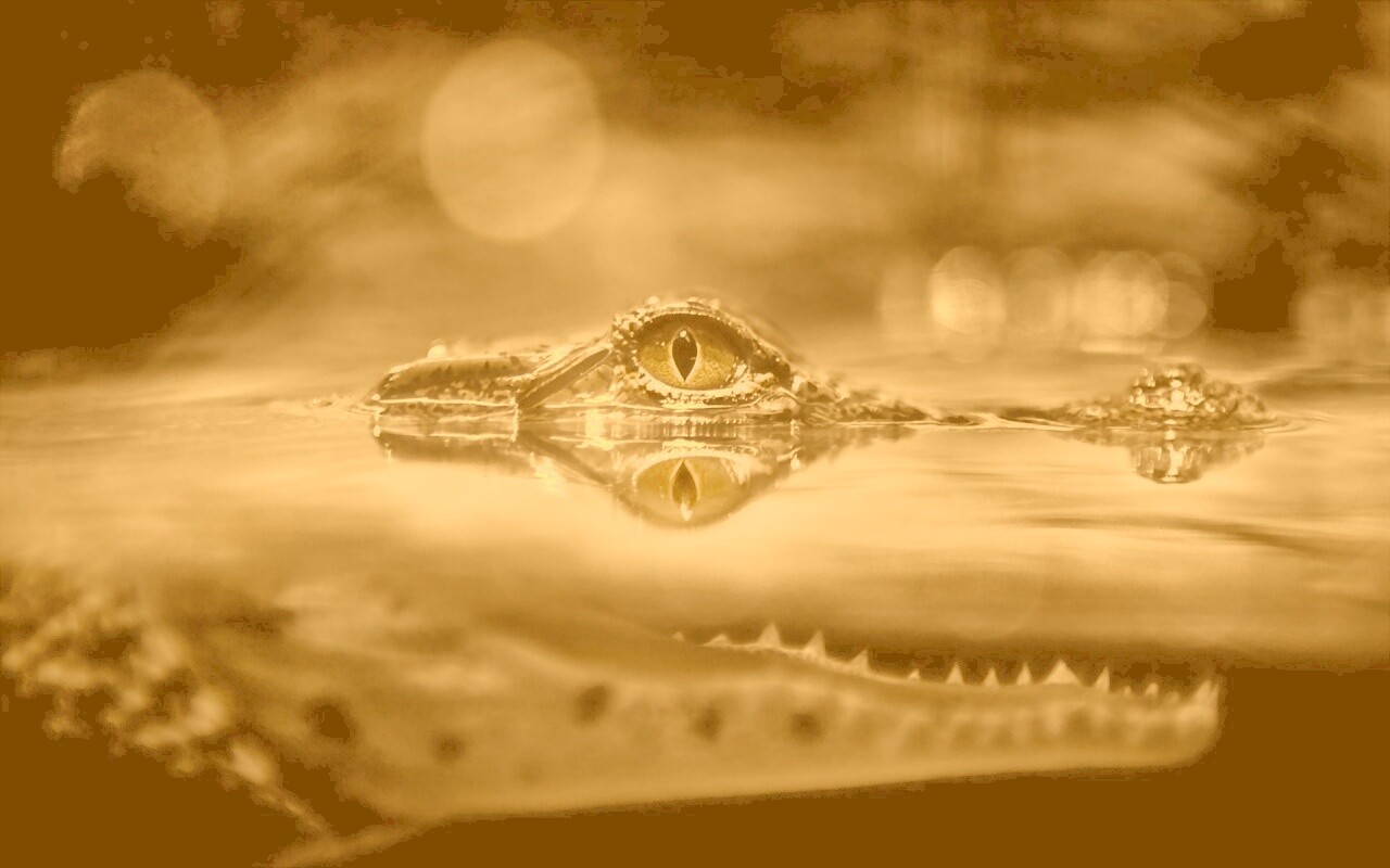 Глаз крокодила обои