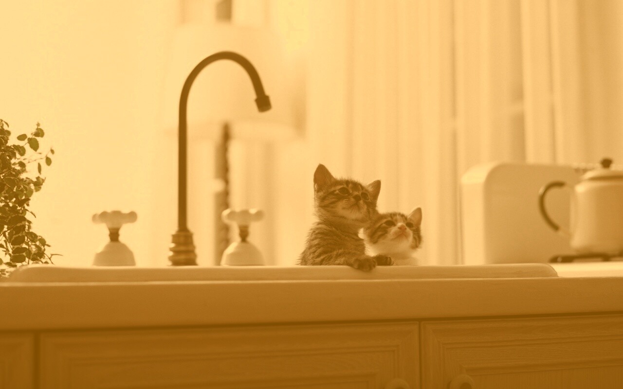 Два котенка обои