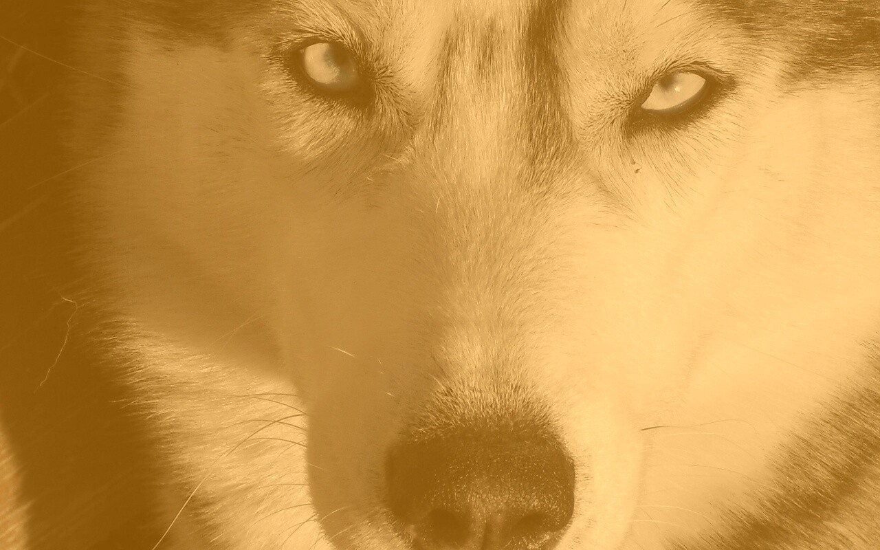 Собака с голубыми глазами обои