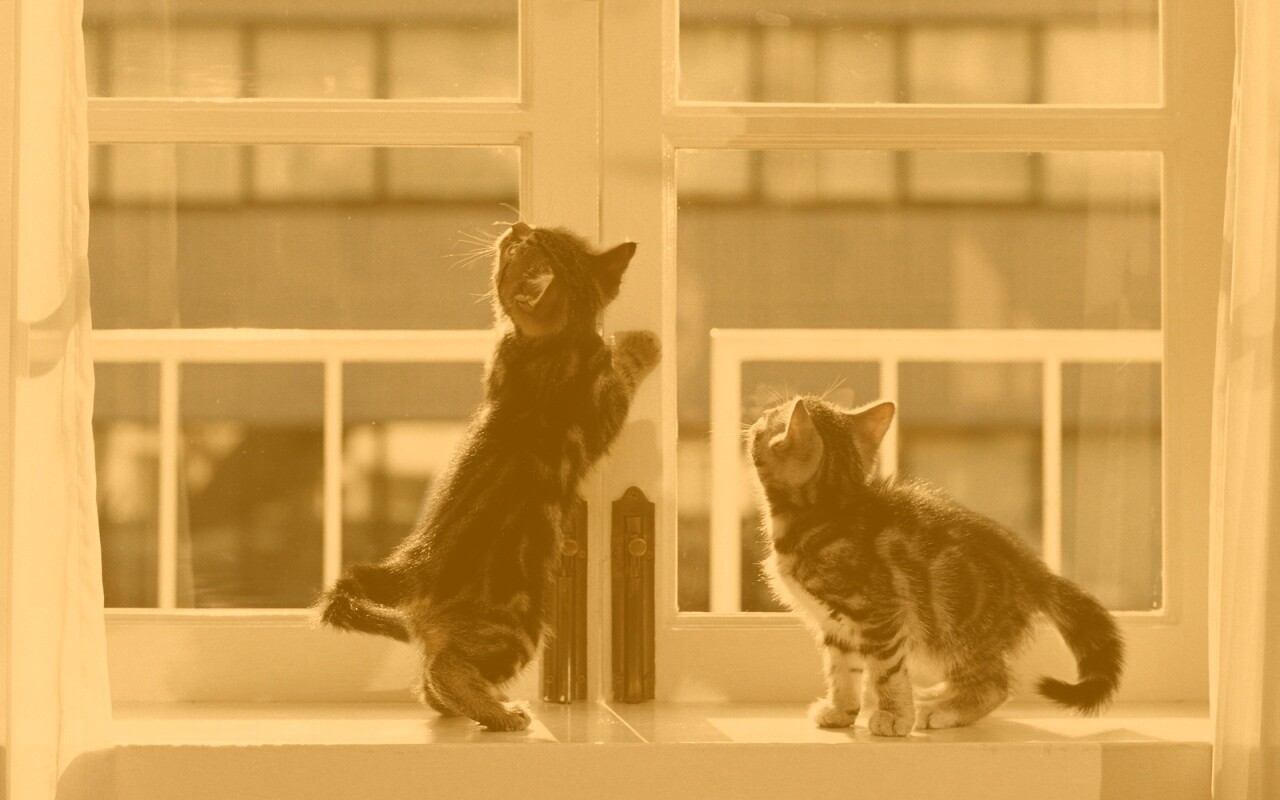 Котята у окна обои
