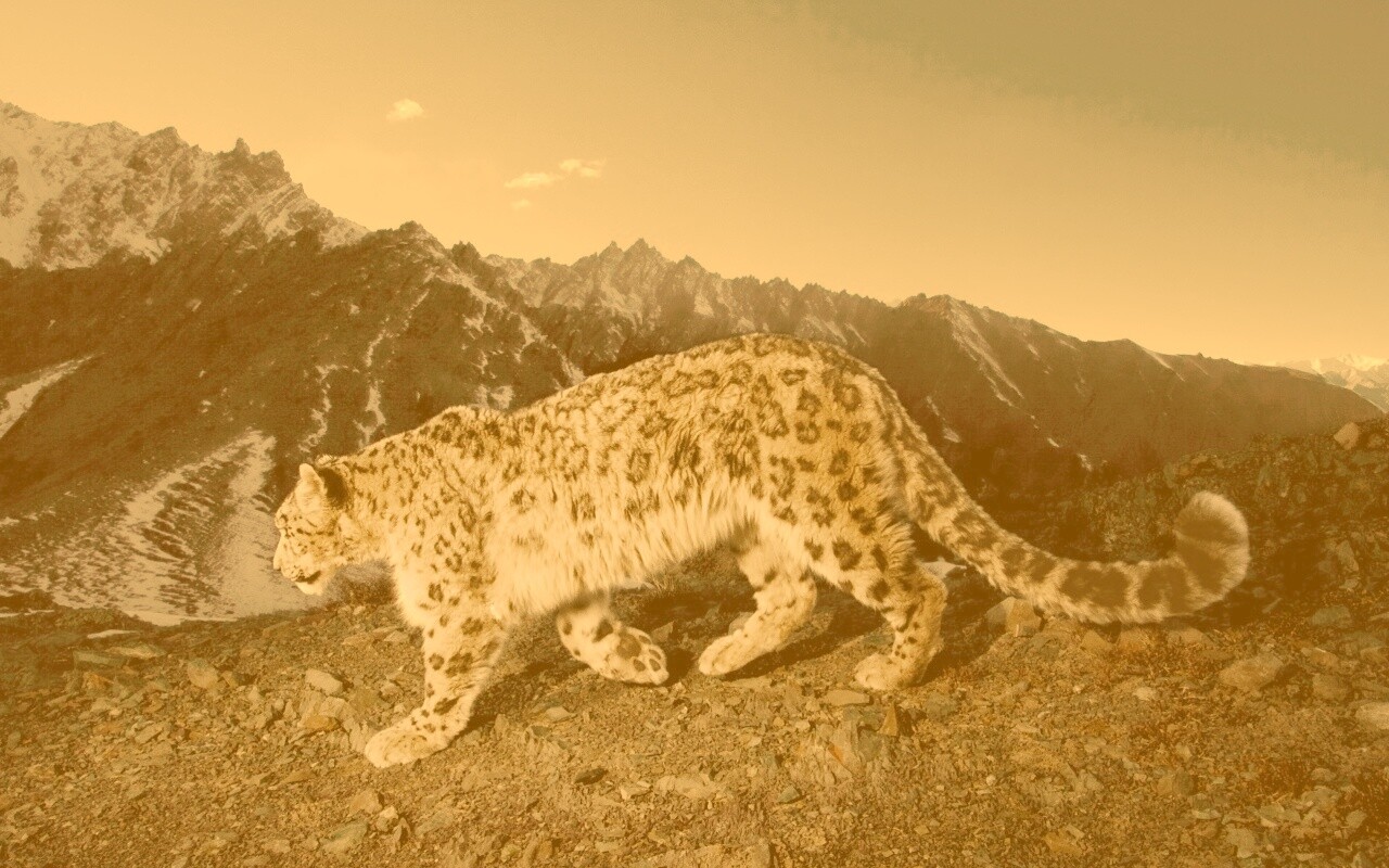 Леопард обои