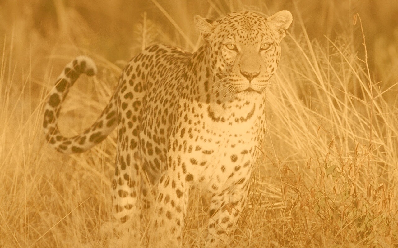 Леопард на охоте обои