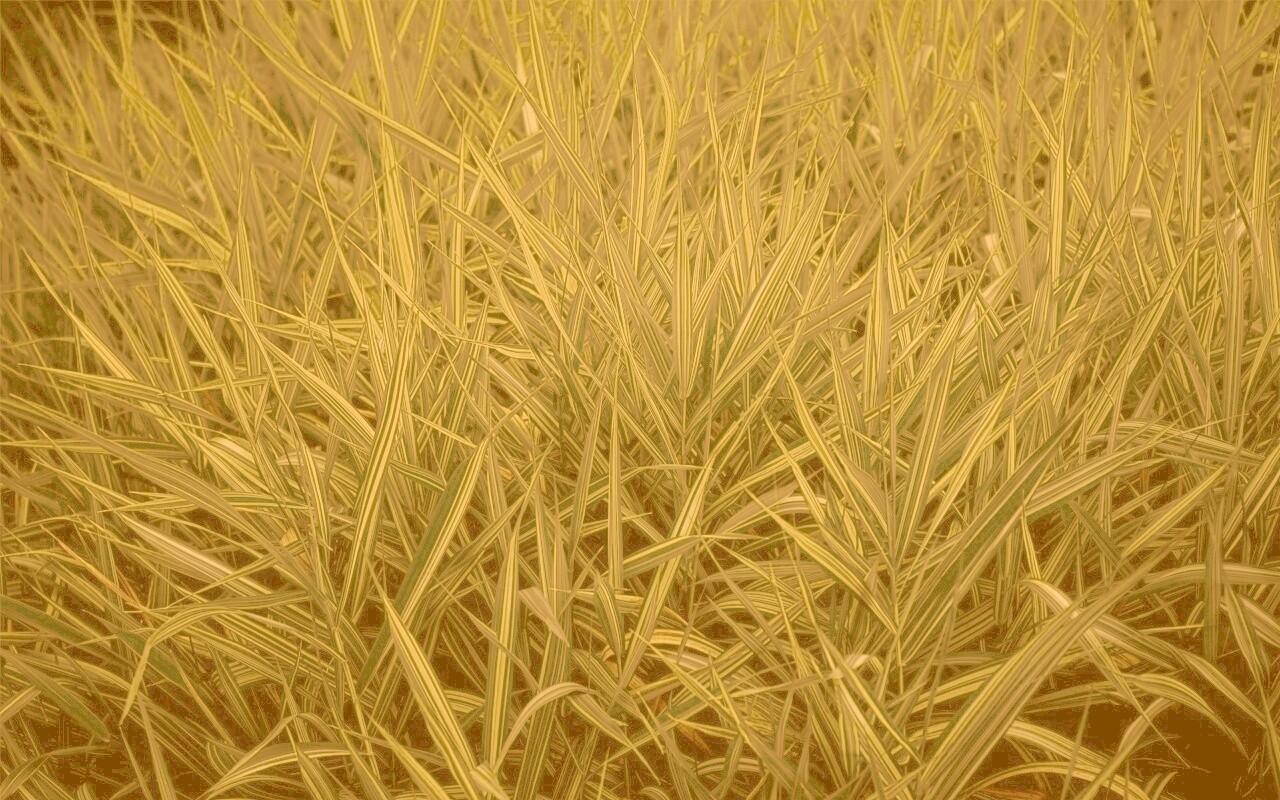 Дикая трава обои