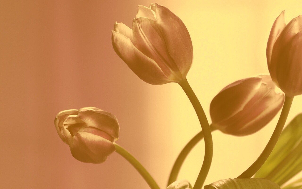 Сиреневые цветы обои