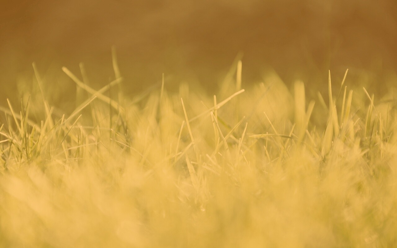 Играя солнечным светом обои