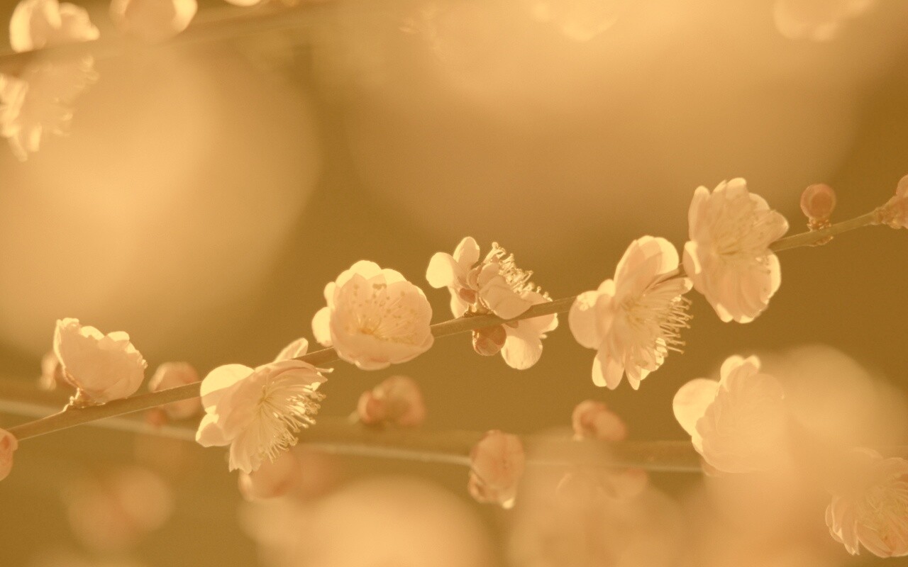 Цветущая вишня обои