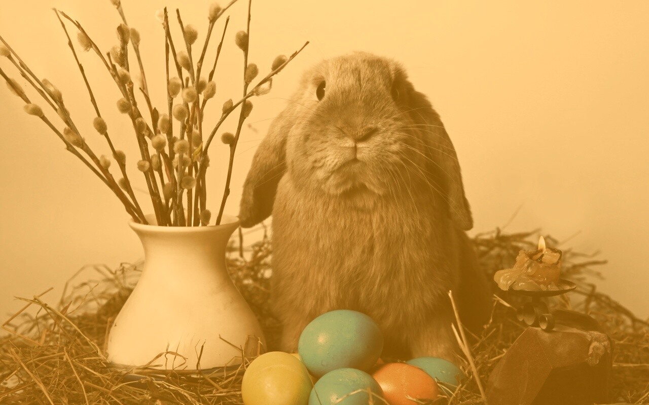 Пасхальный кролик обои