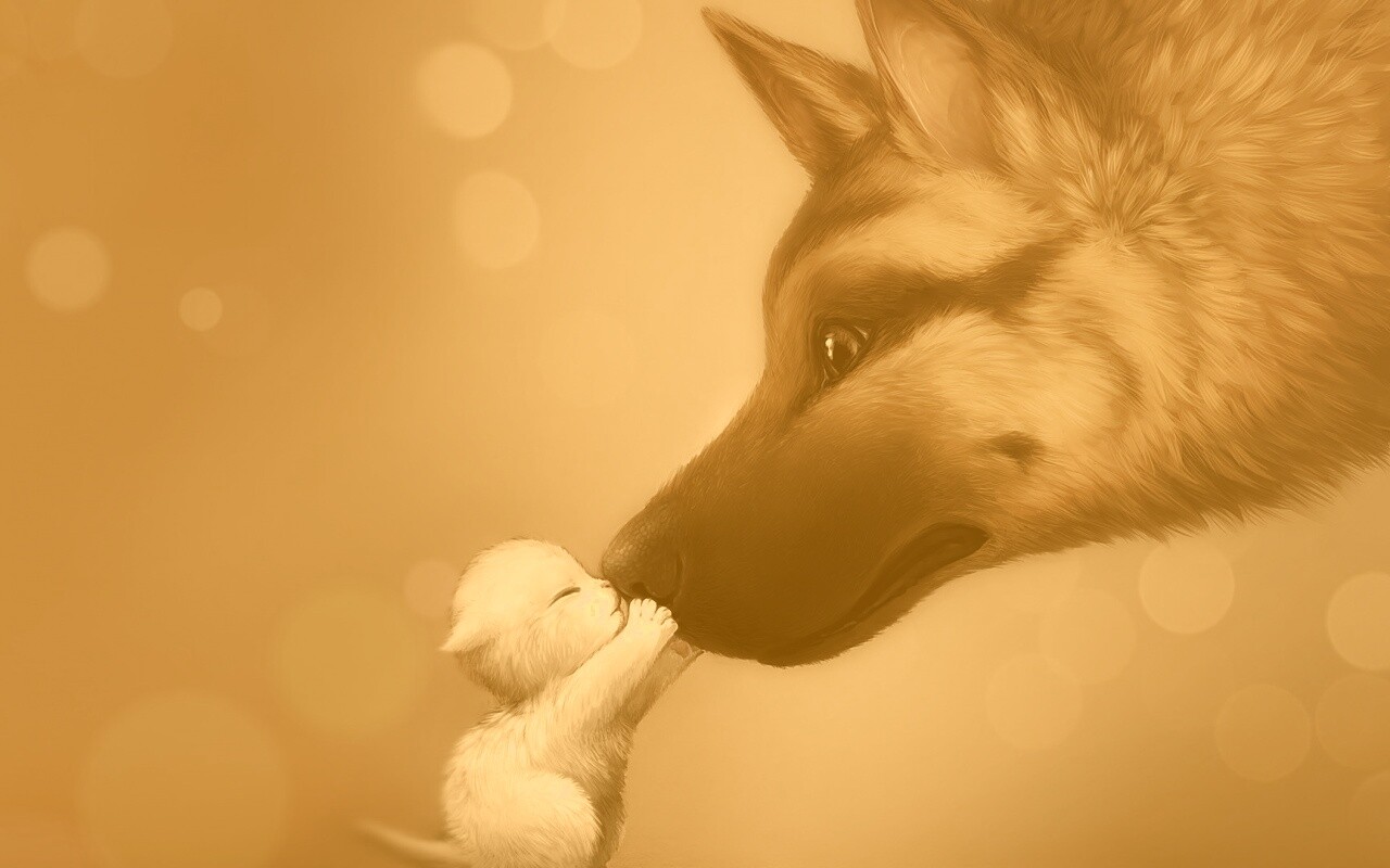 Овчарка и котенок обои