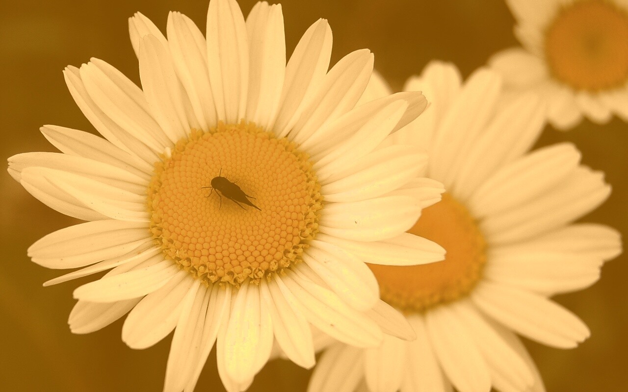 Ромашки обои