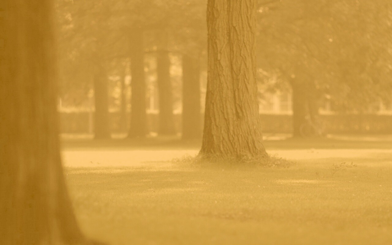 Ствол дерева обои