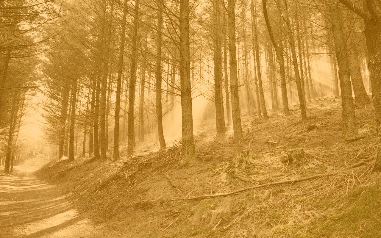 Лесная дорога обои