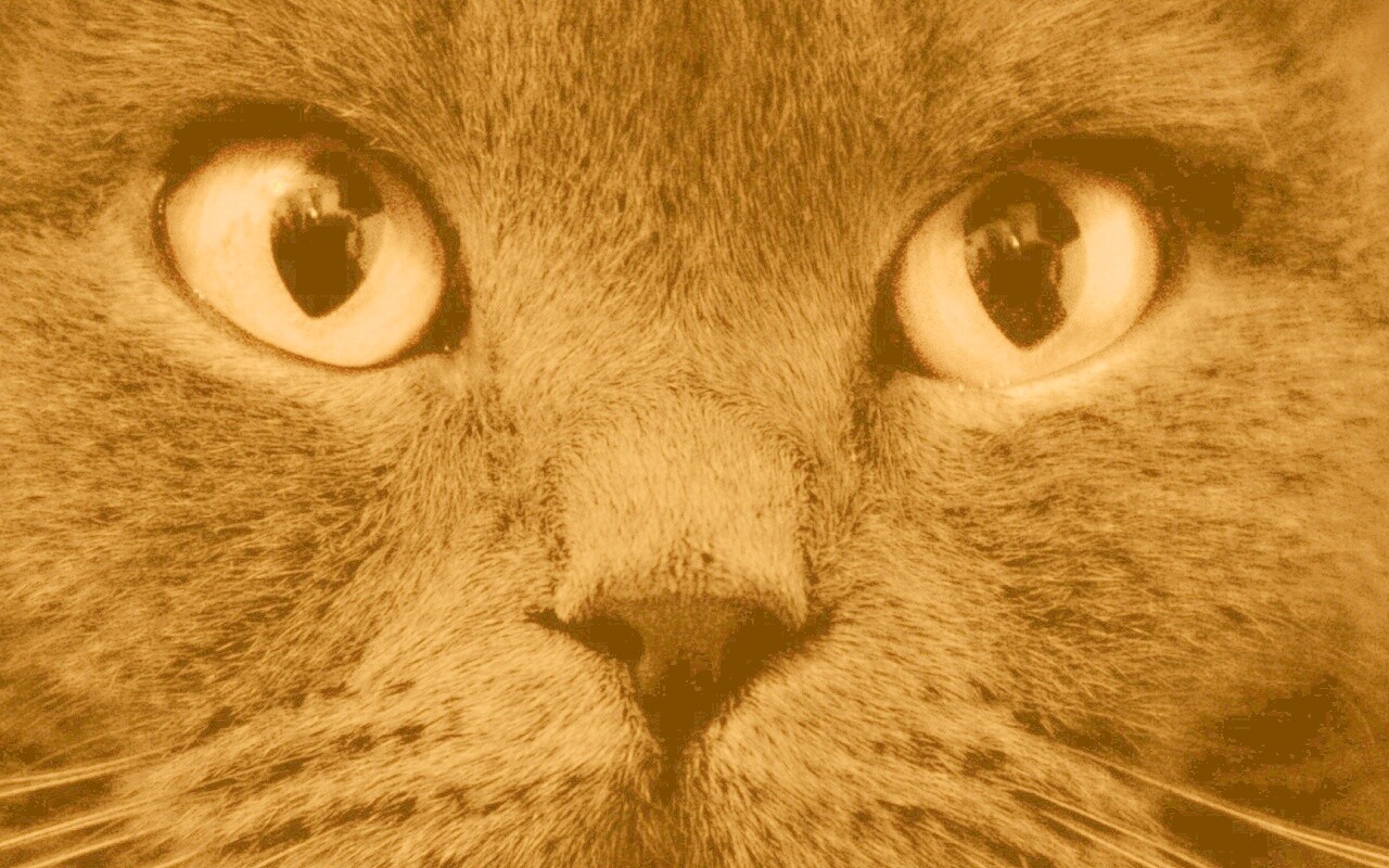 Черный кот с оранжевыми глазами обои