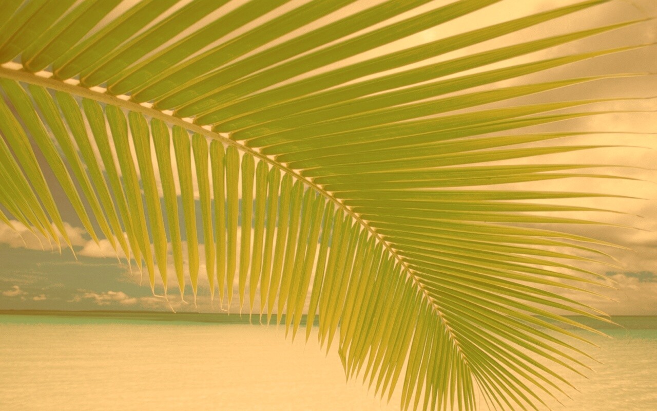 Пальмовый лист обои