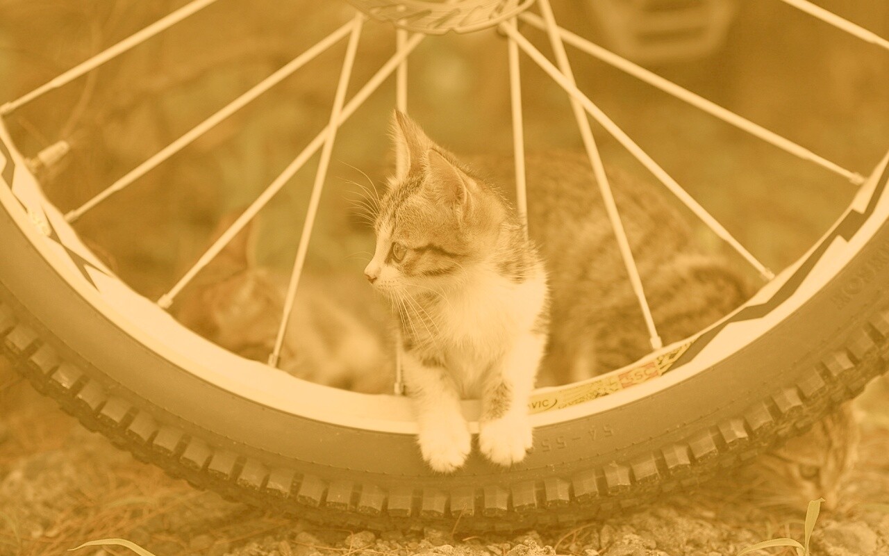 Маленький котенок обои