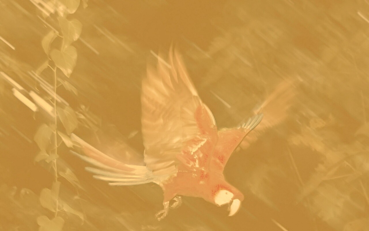 Рисованный ара обои