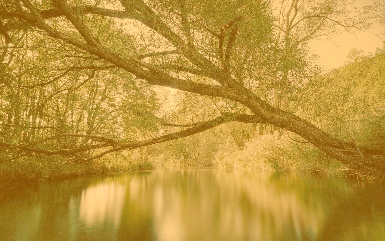 Спокойная лесная река обои