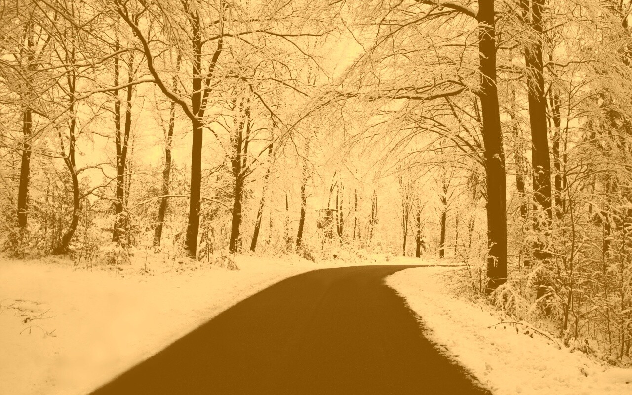 Дорога в зимнем лесу обои